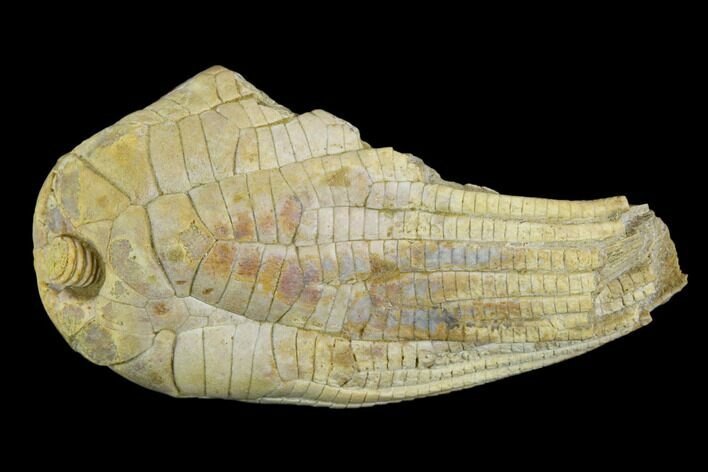 Fossil Crinoid (Zeacrinites) - Alabama #122386